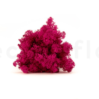 Lichene Preservato - Cartone sfuso - Fuchsia