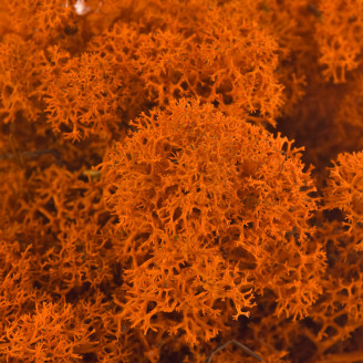 Lichen Stabilis&eacute; - Carton vrac - Orange