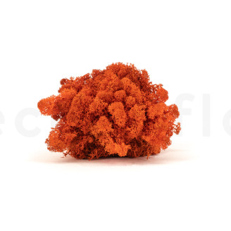 Preserved Reindeer Moss - Bulk Box - Orange