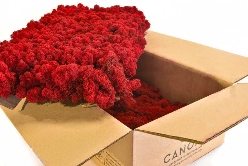 Lichene Preservato - Cartone sfuso - Rosso