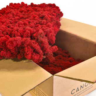 Lichene Preservato - Cartone sfuso - Rosso