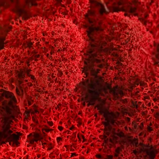 Liquen preservado Rojo (Cart&oacute;n a granel)