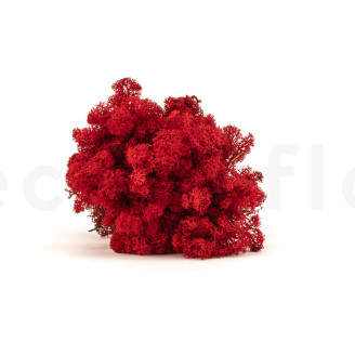 Lichene Preservato - Cartone sfuso - Rosso