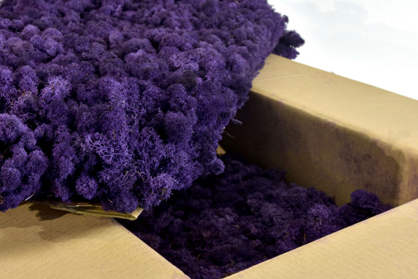 Lichene preservato - Cartone sfuso - Viola