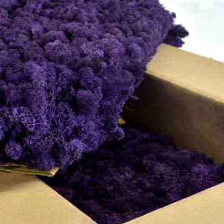 Lichene preservato - Cartone sfuso - Viola