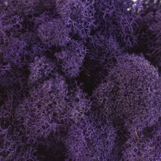 Lichene preservato - Cartone sfuso - Viola