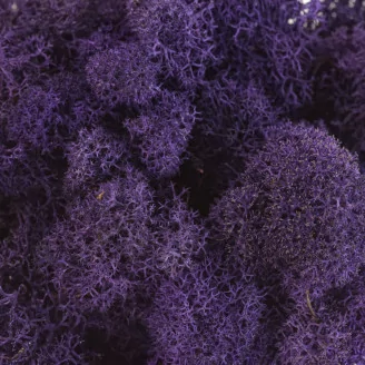 Lichene stabilizzato Viola (Cartone Sfuso)