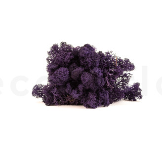 Lichene preservato - Cartone sfuso - Viola