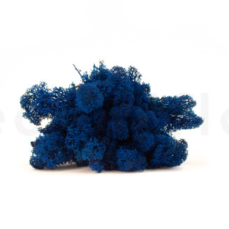 Konserviertes Lichen - Gro&szlig;karton - Royal Blue