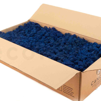 Lichen Préservé - Carton vrac - Royal Blue