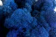 Lichen stabilis&eacute; Bleu (Carton) 4