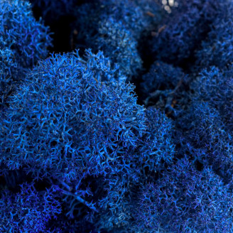 Liquen preservado - Cartón a granel - Royal Blue