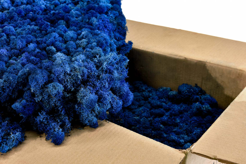 Konserviertes Lichen - Gro&szlig;karton - Royal Blue