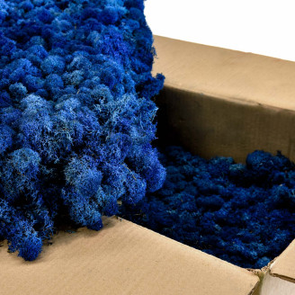 Konserviertes Lichen - Gro&szlig;karton - Royal Blue