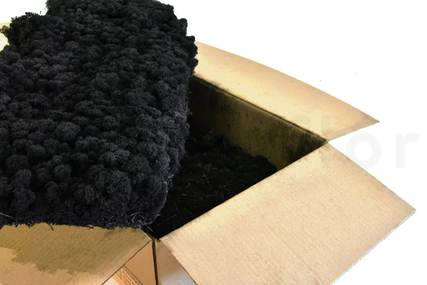 Konserviertes Lichen - Gro&szlig;karton - Schwarz
