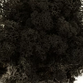 Lichen stabilis&eacute; Noir (Carton)