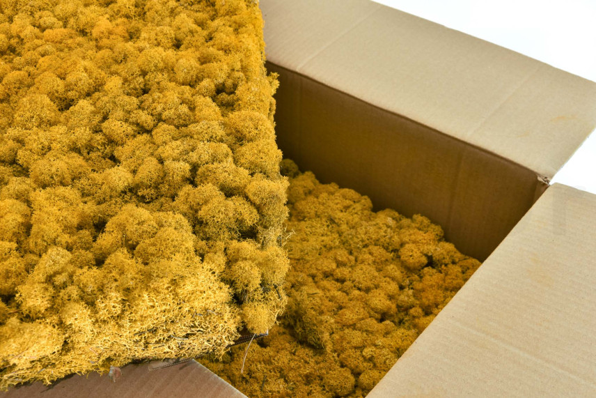 Preserved Reindeer Moss - Bulk Box - Yellow
