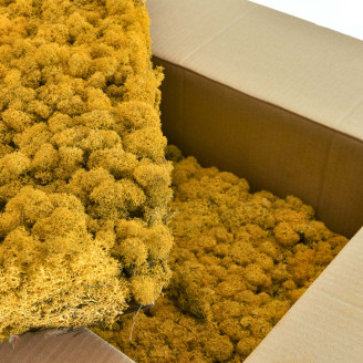 Lichene Preservato - Cartone sfuso - Giallo