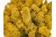 Lichene stabilizzato Giallo (Cartone Sfuso) 4