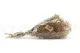 Preserved Mini Gypsophila Gold 9