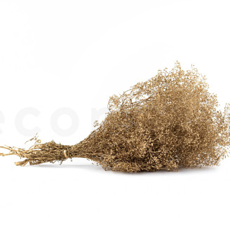 Gypsophile Mini Stabilisé - Doré