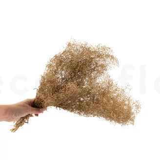 Preserved Mini Gypsophila Gold