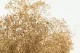 Konserviertes Mini-Schleierkraut Goldfarben 8