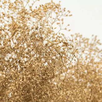 Preserved Mini Gypsophila Gold