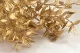 Preserved Ruscus Gold 11