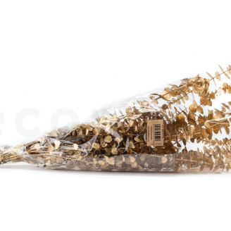 Eukalyptus Baby-blue Stabilisiert - Gold