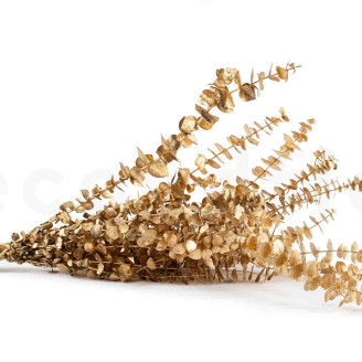 Eukalyptus Baby-blue Stabilisiert - Gold