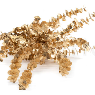 Eucalipto Baby-blue Preservado - Dorado