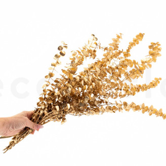 Eukalyptus Baby-blue Stabilisiert - Gold