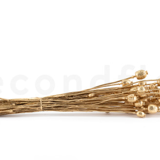 Dried Poppy - Gold
