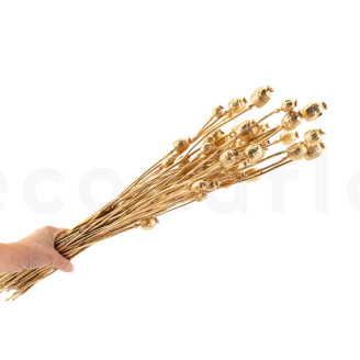 Papavero essiccato - Dorato