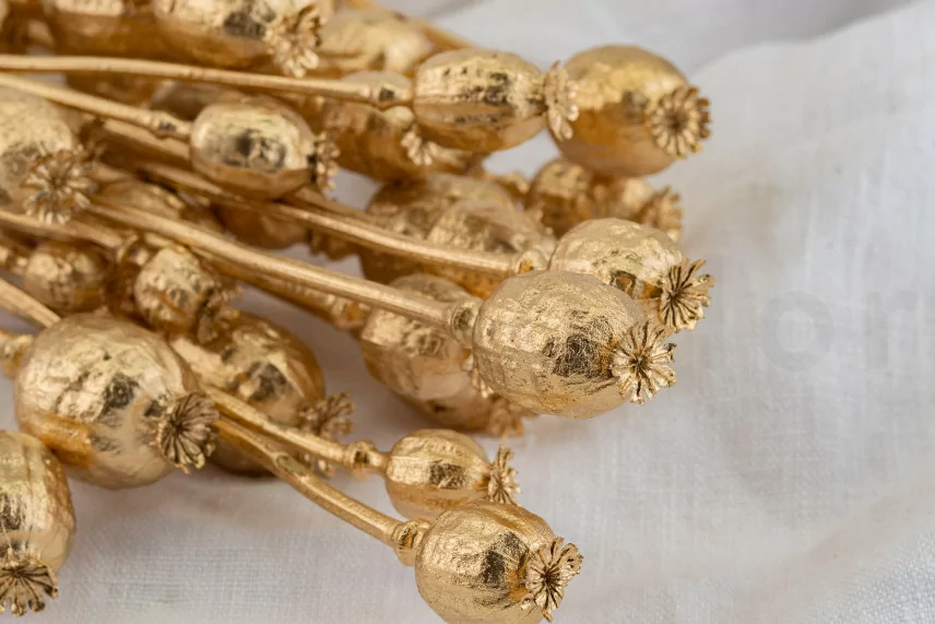 Dried Poppy Gold