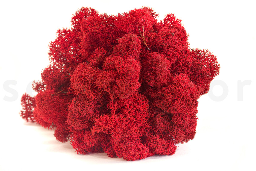 Lichene preservato - Scatola - Rosso