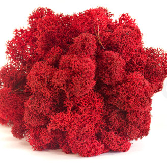 Lichene preservato - Scatola - Rosso