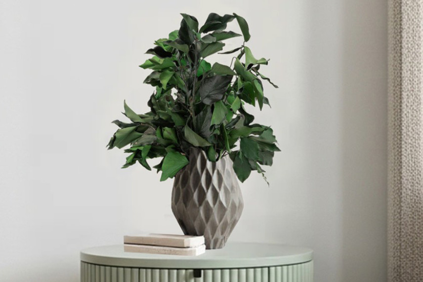 Ivy Preserved - Green