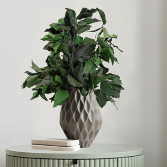 Ivy Stabilized - Green