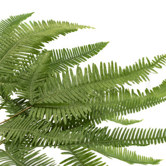 Preserved mountain fern - Green