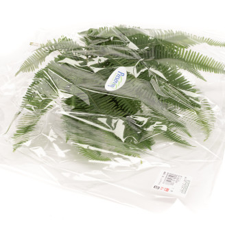 Konservierter Bergfarn - Gr&uuml;n