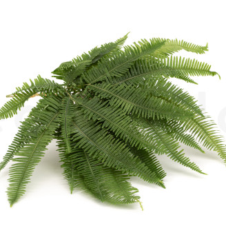 Felce di montagna preservata - Verde