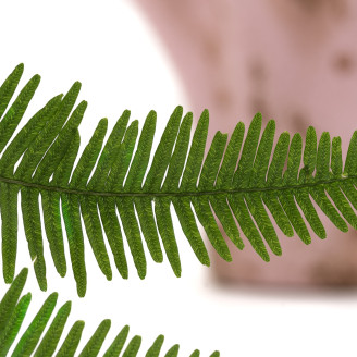 Helecho de monta&ntilde;a preservada - Verde