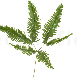 Felce di montagna preservata - Verde