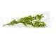 Ruscus Garden stabilizzato (x3) 10
