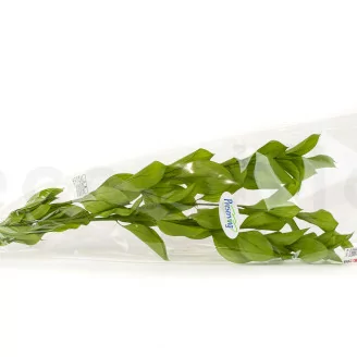Ruscus Garden preservado (x3)
