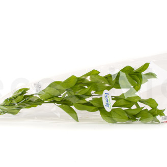 Ruscus Garden Stabilized - 3 Units - Light Green