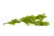 Ruscus Garden stabilizzato (x3) 11
