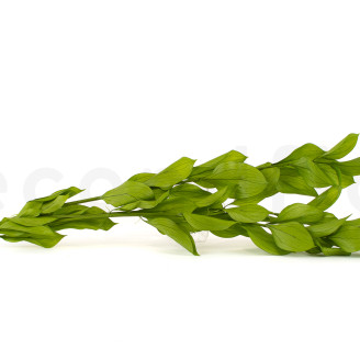 Ruscus Garden Stabilized - 3 Units - Light Green